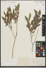 Foto von Salix purpurea L. x Salix silesiaca Willd.
